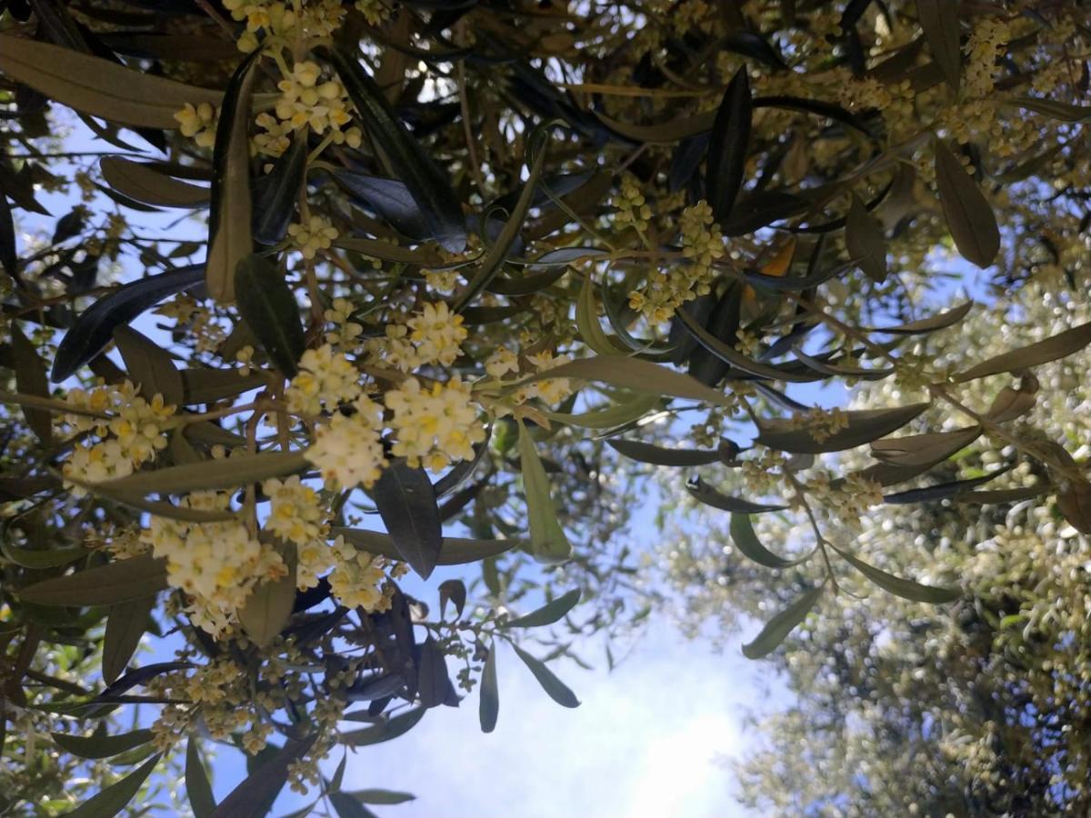 Vacanza In Ogliastra Tertenìa Exteriör bild