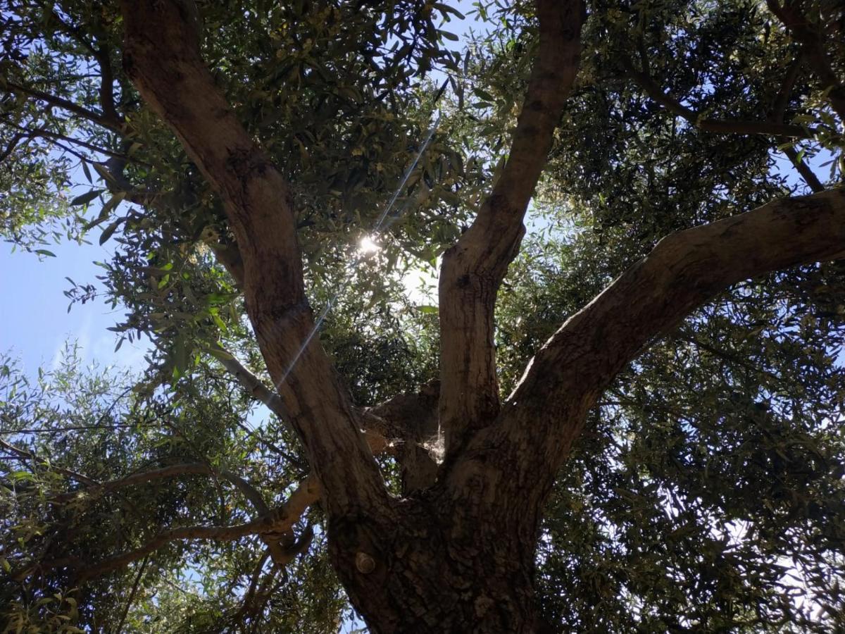Vacanza In Ogliastra Tertenìa Exteriör bild