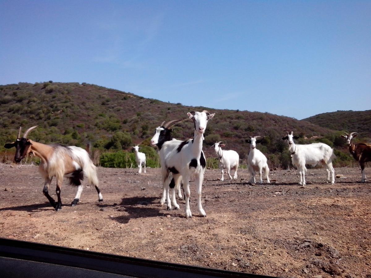 Vacanza In Ogliastra Tertenìa Exteriör bild